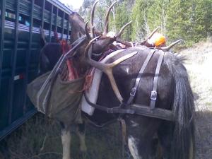 Copy of Taz with 2014 bull